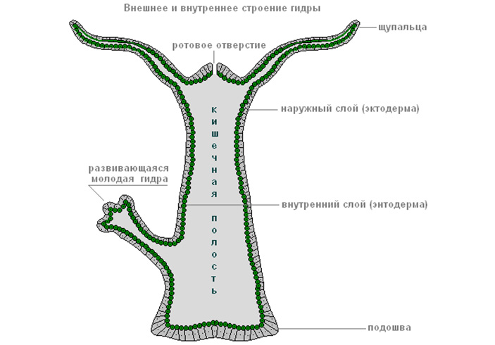 Kraken 16 at сайт